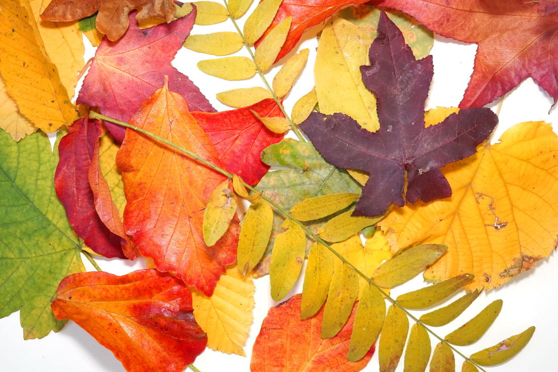 Herbst – Leuchtende bunte Blätter