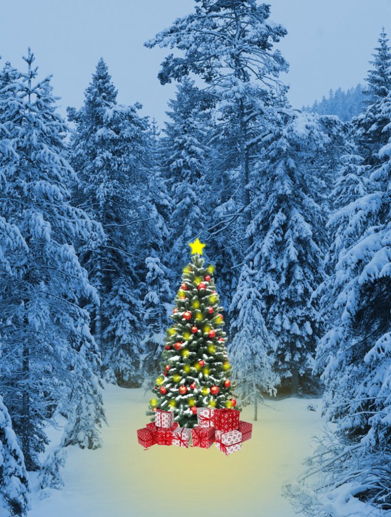 Weihnachtsbaum im Wald Hochformat - lizenzfreie Bilder | kostenloser